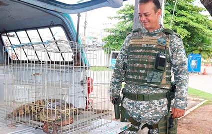 Resgate de animais silvestres aumenta em 100% na pandemia